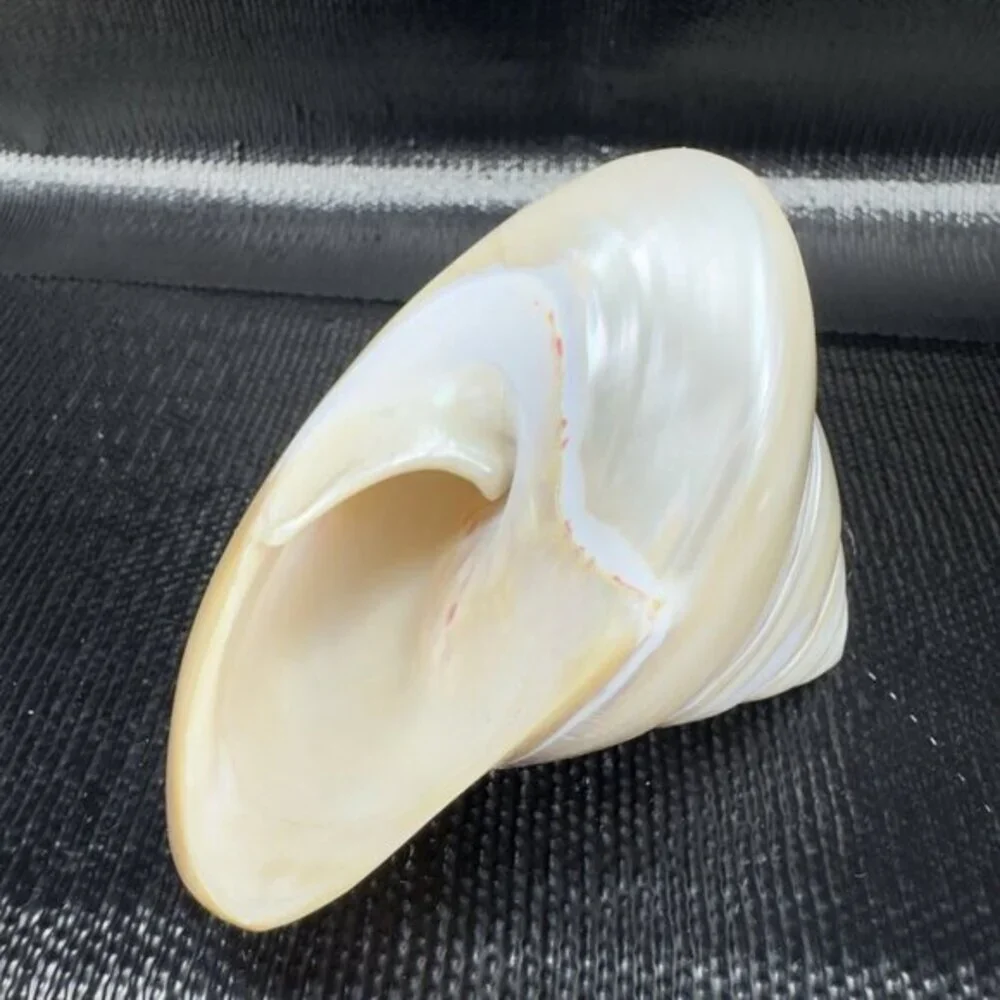 Natural Abalone Shell Iridescent Smooth Niloticus Trochus Pearl Sea Shell Decor‎